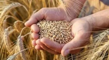 قفزة جديدة في سعر الأرز الشعير الخميس 31 يوليو 2025… تعرف على القيمة الدقيقة الآن
