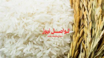 كم بلغ سعر طن الأرز الشعير في الأسواق المصرية اليوم الخميس 31 يوليو 2025؟ تعرف على التفاصيل الآن