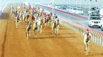 مهرجان العين لسباقات الهجن.. انطلاقة جديدة للحفاظ على التراث الأصيل