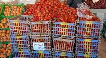 ارتفاع جديد اليوم.. سعر الطماطم يصل إلى 5 جنيهات في الأقصر مع تطورات أسعار الخضراوات الخميس 11 سبتمبر 2025