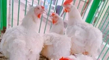 ارتفاع جديد بأسعار الدواجن البيضاء والطيور الحية اليوم الخميس 11 سبتمبر 2025 بالإسماعيلية