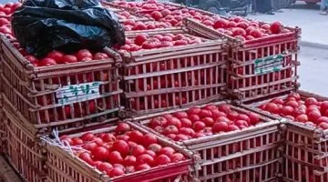 ارتفاع جديد في أسعار الخضراوات اليوم الأربعاء بالإسكندرية.. الطماطم تصل إلى 12 جنيهاً