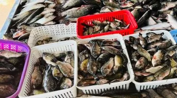 تحديث اليوم.. أسعار أسماك كفر الشيخ السبت 13-9-2025 والبلطى بين 70 و85 جنيهًا